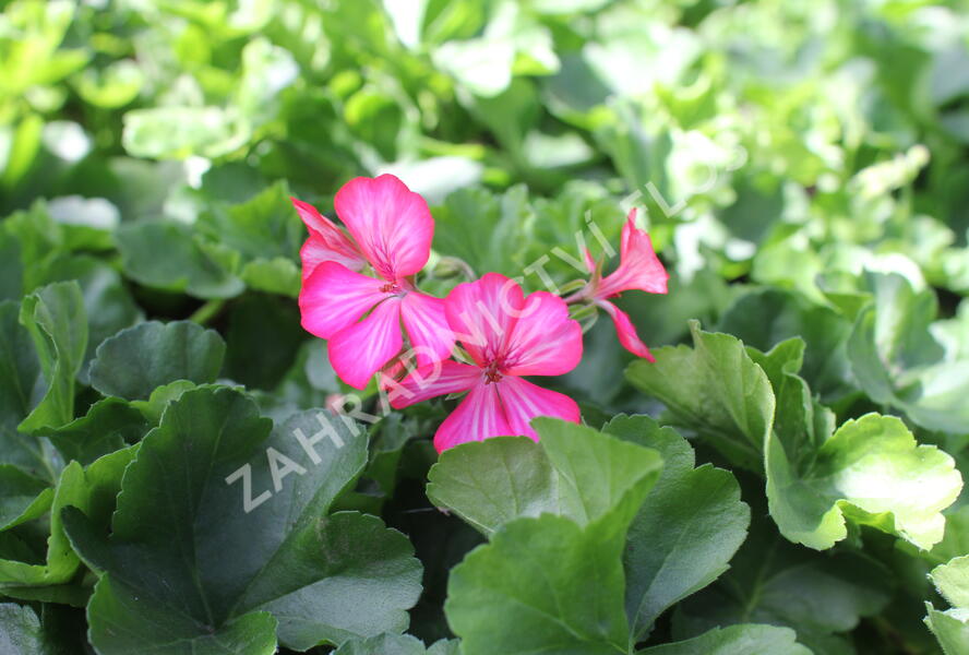 Muškát, pelargonie převislá jednoduchá 'Grand Idols Glory Days Pink Bicolor' - Pelargonium peltatum 'Grand Idols Glory Days Pink Bicolor'
