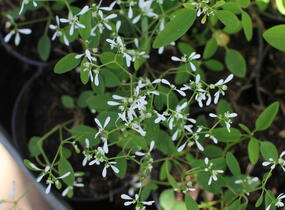 Pryšec třezalkovitý 'Silver Fog' - Euphorbia hypericifolia 'Silver Fog'