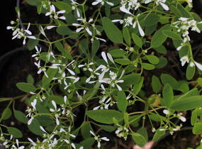 Pryšec třezalkovitý 'Silver Fog' - Euphorbia hypericifolia 'Silver Fog'