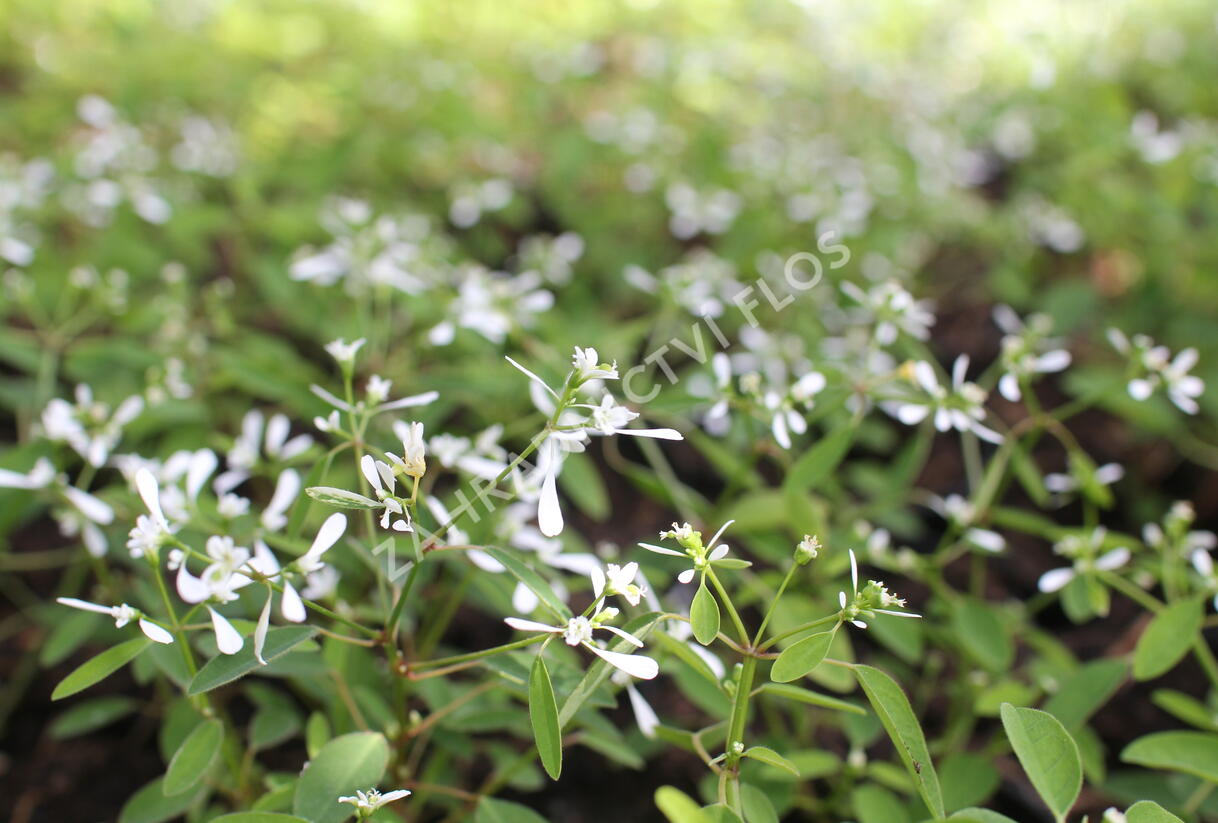 Pryšec třezalkovitý 'Silver Fog' - Euphorbia hypericifolia 'Silver Fog'