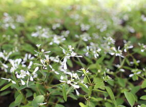 Pryšec třezalkovitý 'Silver Fog' - Euphorbia hypericifolia 'Silver Fog'