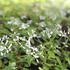 Euphorbia hypericifolia 'Silver Fog'.JPG