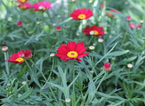 Kopretina pařížská 'Aramis Classic Red' - Argyranthemum frutescens 'Aramis Classic Red'
