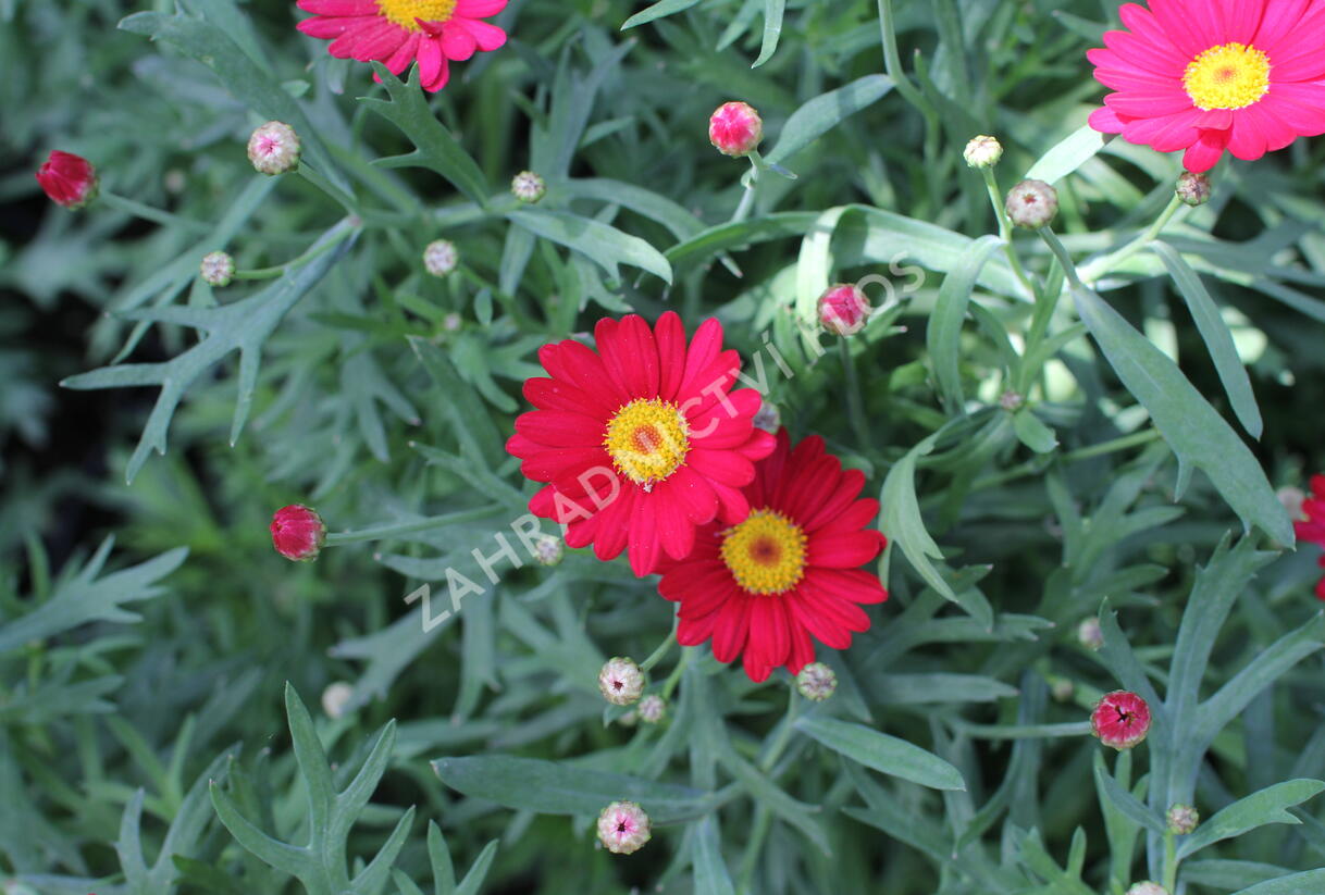 Kopretina pařížská 'Aramis Classic Red' - Argyranthemum frutescens 'Aramis Classic Red'