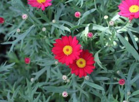 Kopretina pařížská 'Aramis Classic Red' - Argyranthemum frutescens 'Aramis Classic Red'