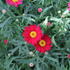 Argyranthemum frutescens 'Aramis Classic Red'.JPG