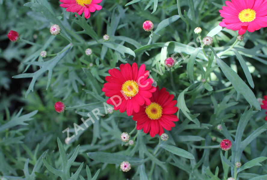 Kopretina pařížská 'Aramis Classic Red' - Argyranthemum frutescens 'Aramis Classic Red'