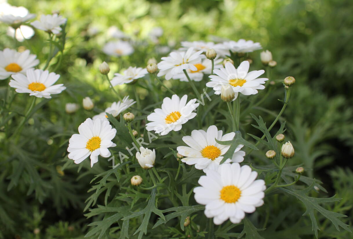 Kopretina pařížská 'Aramis Milk' - Argyranthemum frutescens 'Aramis Milk'