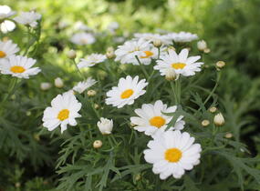 Kopretina pařížská 'Aramis Milk' - Argyranthemum frutescens 'Aramis Milk'