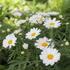 Argyranthemum frutescens 'Aramis Milk'.JPG