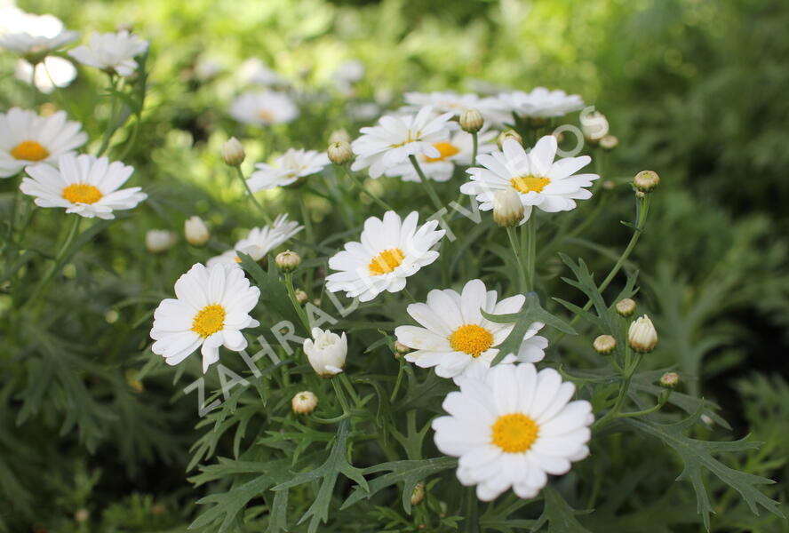 Kopretina pařížská 'Aramis Milk' - Argyranthemum frutescens 'Aramis Milk'