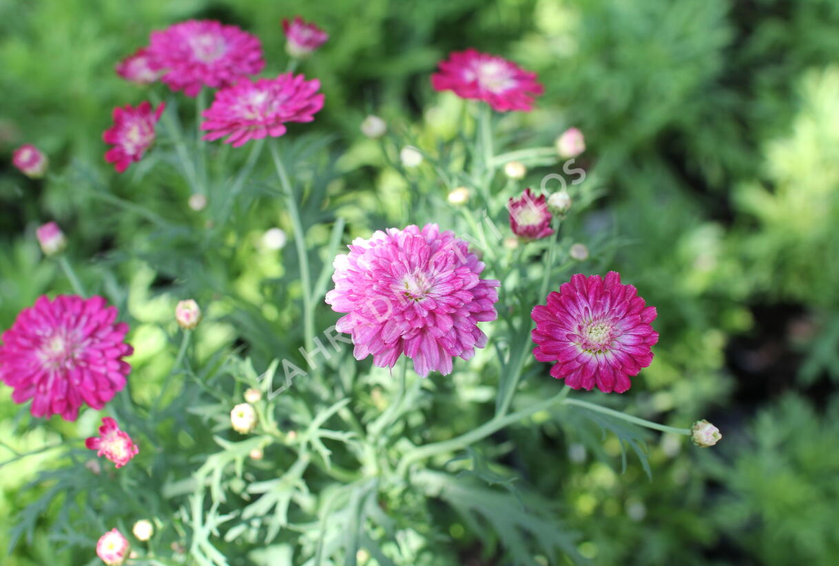 Kopretina pařížská 'Aramis Double Strawberry Cream' - Argyranthemum frutescens 'Aramis Double Strawberry Cream'