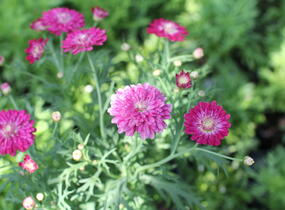 Kopretina pařížská 'Aramis Double Strawberry Cream' - Argyranthemum frutescens 'Aramis Double Strawberry Cream'