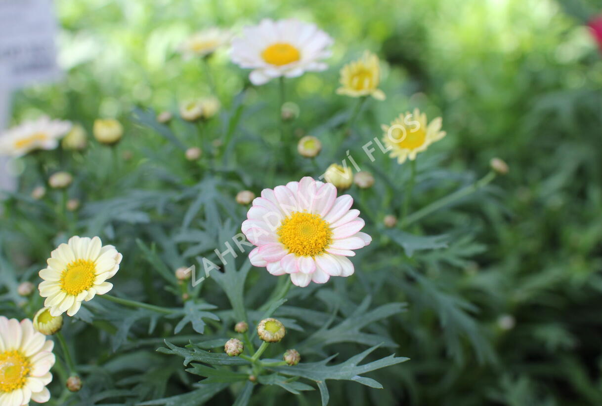 Kopretina pařížská 'Aramis Apricot' - Argyranthemum frutescens 'Aramis Apricot'