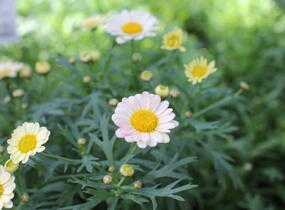 Kopretina pařížská 'Aramis Apricot' - Argyranthemum frutescens 'Aramis Apricot'