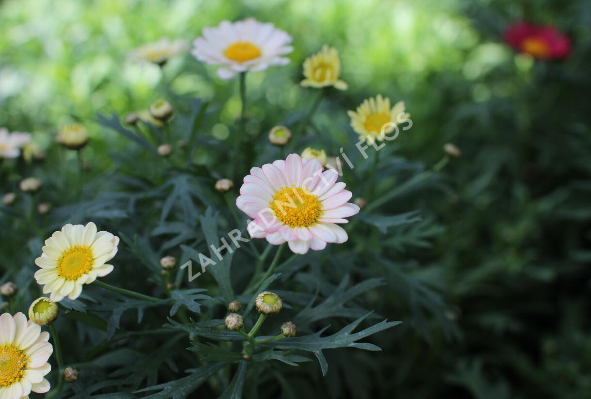 Kopretina pařížská 'Aramis Apricot' - Argyranthemum frutescens 'Aramis Apricot'