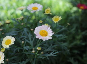 Kopretina pařížská 'Aramis Apricot' - Argyranthemum frutescens 'Aramis Apricot'