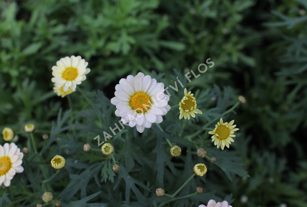 Kopretina pařížská 'Aramis Apricot' - Argyranthemum frutescens 'Aramis Apricot'