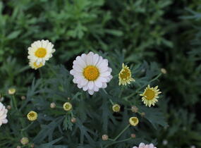 Kopretina pařížská 'Aramis Apricot' - Argyranthemum frutescens 'Aramis Apricot'