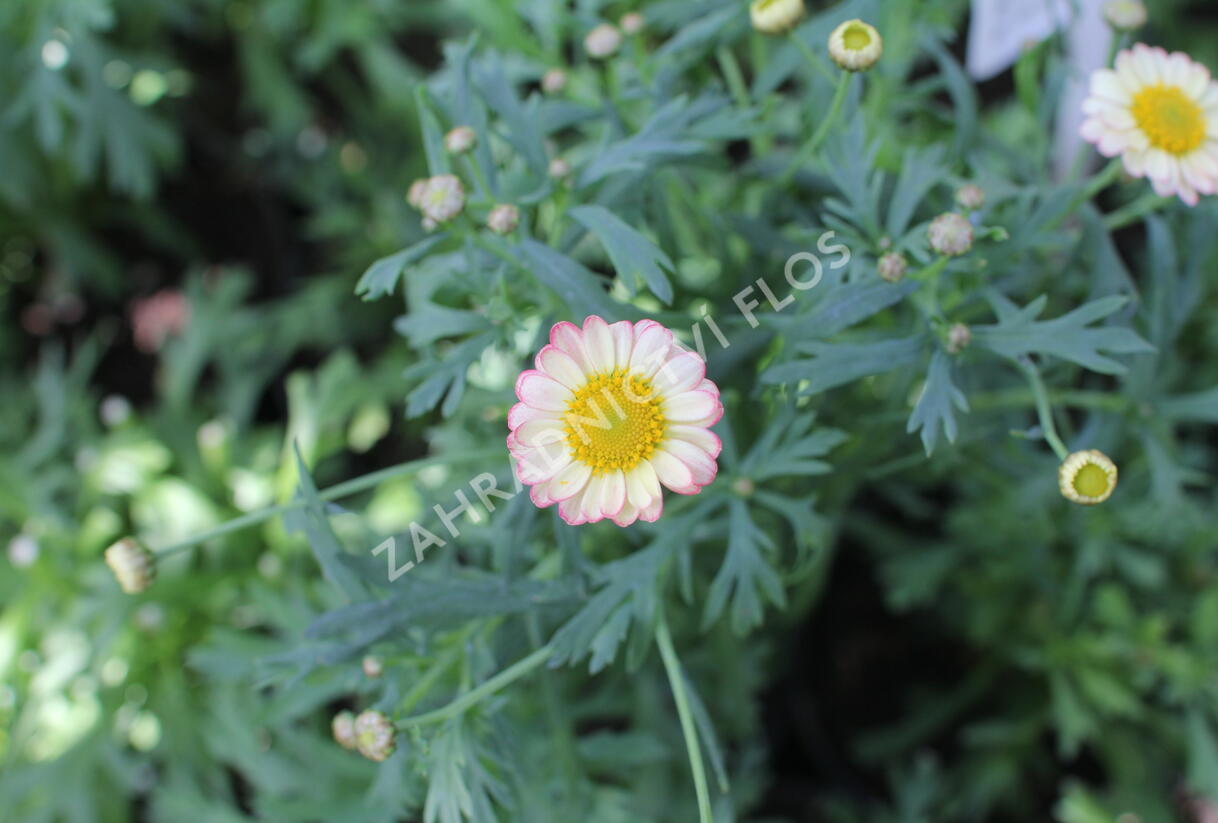 Kopretina pařížská 'Aramis Apricot' - Argyranthemum frutescens 'Aramis Apricot'