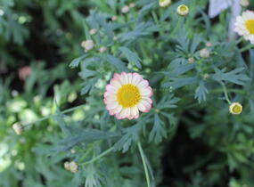 Kopretina pařížská 'Aramis Apricot' - Argyranthemum frutescens 'Aramis Apricot'