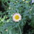 Argyranthemum frutescens 'Aramis Apricot'.JPG