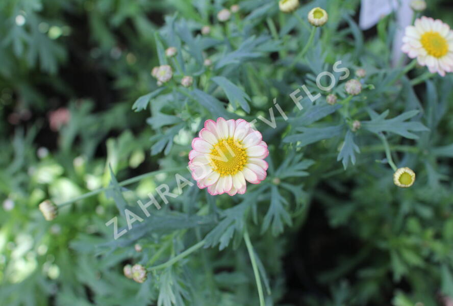 Kopretina pařížská 'Aramis Apricot' - Argyranthemum frutescens 'Aramis Apricot'