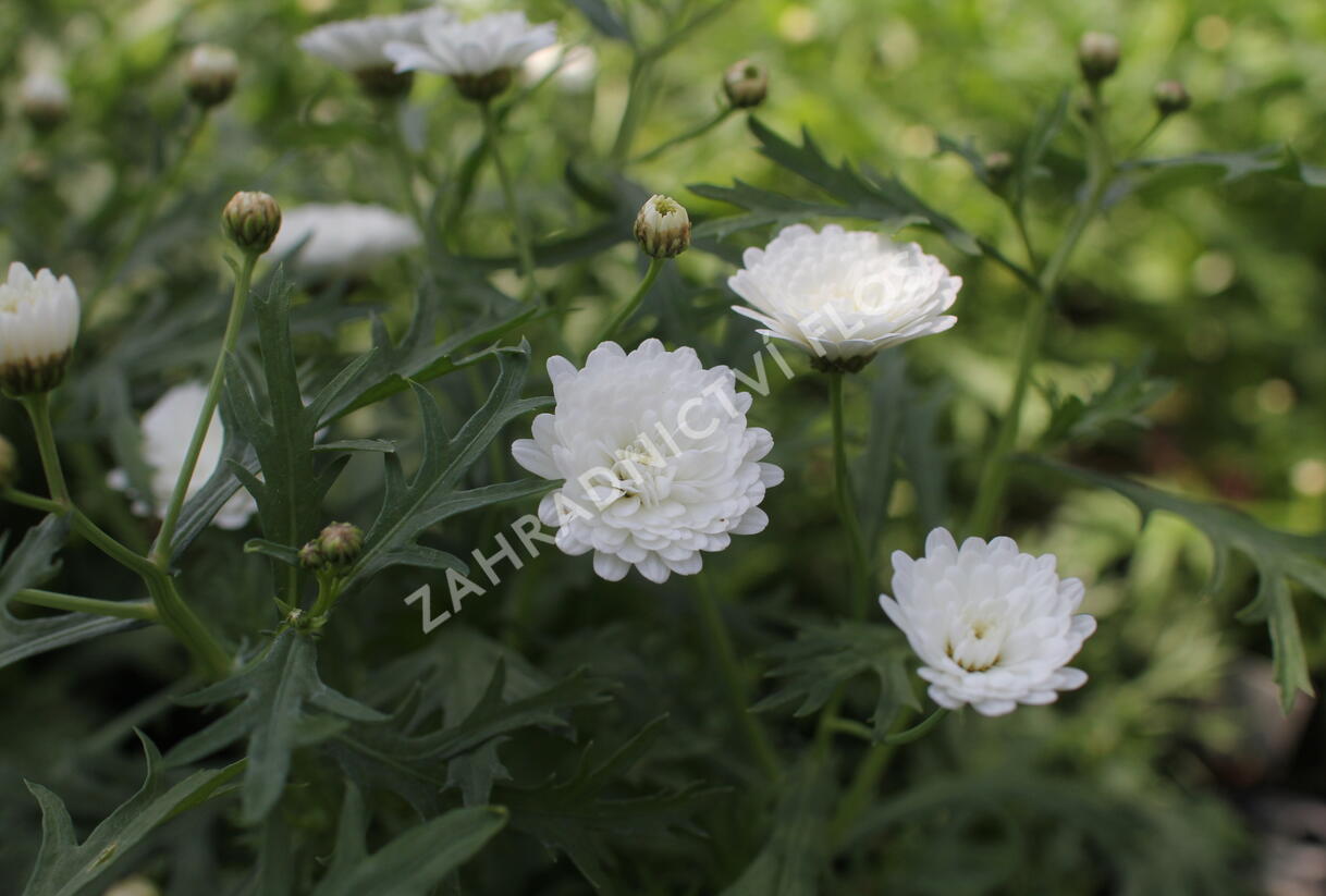 Kopretina pařížská 'Aramis Double White' - Argyranthemum frutescens 'Aramis Double White'