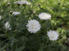 Kopretina pařížská 'Aramis Double White' - Argyranthemum frutescens 'Aramis Double White'