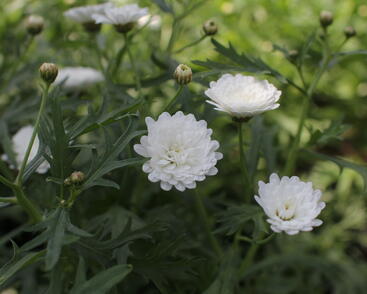 Kopretina pařížská 'Aramis Double White'