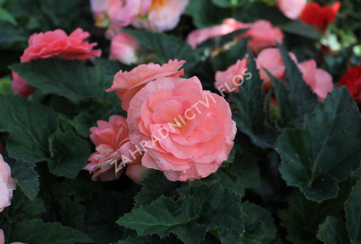Begónie hlíznatá 'Tubby F1 Pink' - Begonia tuberhybrida 'Tubby F1 Pink'