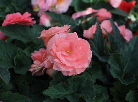 Begónie hlíznatá 'Tubby F1 Pink' - Begonia tuberhybrida 'Tubby F1 Pink'