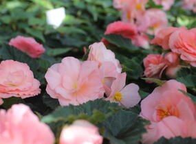 Begónie hlíznatá 'Tubby F1 Pink' - Begonia tuberhybrida 'Tubby F1 Pink'