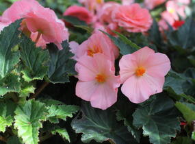 Begónie hlíznatá 'Tubby F1 Pink' - Begonia tuberhybrida 'Tubby F1 Pink'