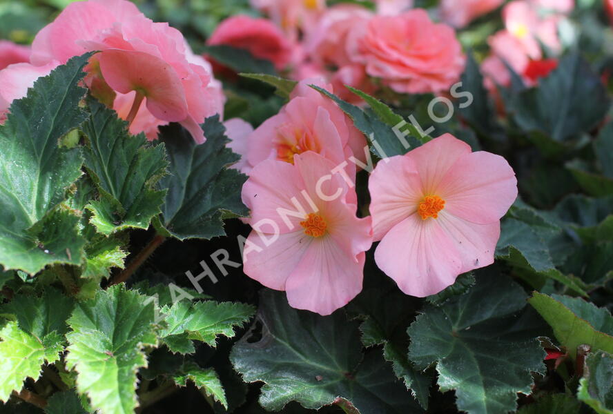 Begónie hlíznatá 'Tubby F1 Pink' - Begonia tuberhybrida 'Tubby F1 Pink'