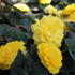 Begonia tuberhybrida 'Tubby F1 Yellow'.JPG