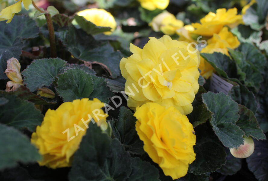 Begónie hlíznatá 'Tubby F1 Yellow' - Begonia tuberhybrida 'Tubby F1 Yellow'