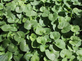 Stříbrný déšť 'Emerald Falls' - Dichondra argentea 'Emerald Falls'
