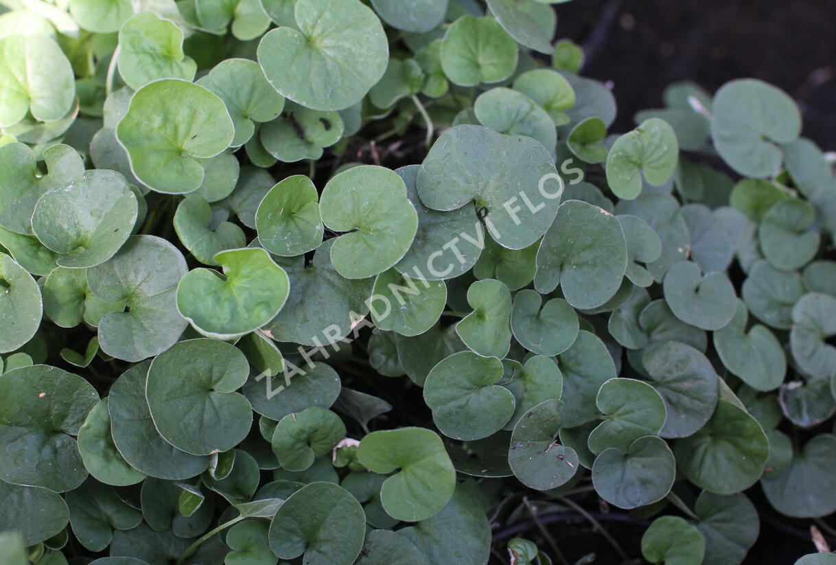 Stříbrný déšť 'Emerald Falls' - Dichondra argentea 'Emerald Falls'