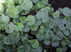 Stříbrný déšť 'Emerald Falls' - Dichondra argentea 'Emerald Falls'