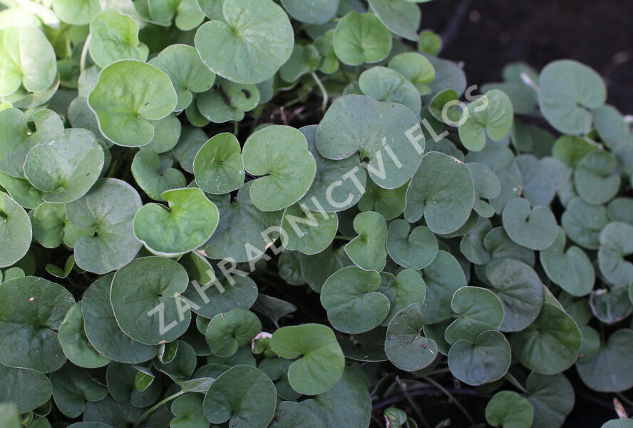 Stříbrný déšť 'Emerald Falls' - Dichondra argentea 'Emerald Falls'
