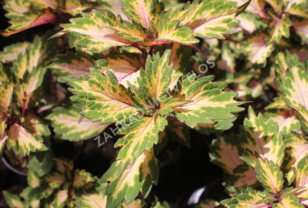 Pochvatec, Pokojová kopřiva 'Miami Magic' - Coleus blumei 'Miami Magic'