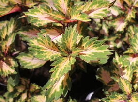 Pochvatec, Pokojová kopřiva 'Miami Magic' - Coleus blumei 'Miami Magic'
