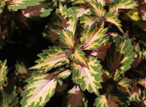 Pochvatec, Pokojová kopřiva 'Miami Magic' - Coleus blumei 'Miami Magic'