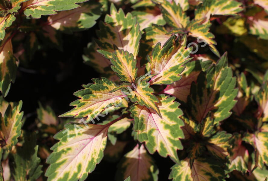 Pochvatec, Pokojová kopřiva 'Miami Magic' - Coleus blumei 'Miami Magic'