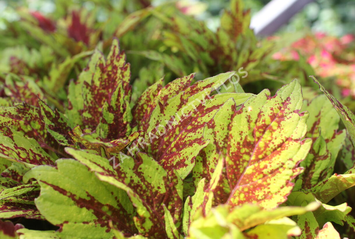 Pochvatec, Pokojová kopřiva 'Greenville' - Coleus blumei 'Greenville'