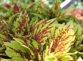 Pochvatec, Pokojová kopřiva 'Greenville' - Coleus blumei 'Greenville'
