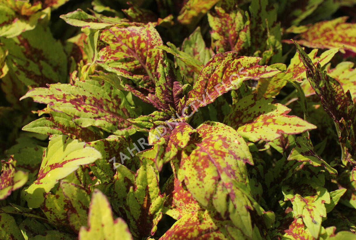 Pochvatec, Pokojová kopřiva 'Greenville' - Coleus blumei 'Greenville'