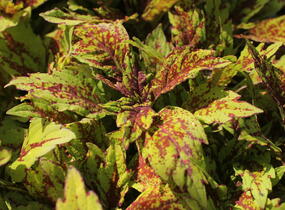 Pochvatec, Pokojová kopřiva 'Greenville' - Coleus blumei 'Greenville'