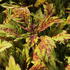 Coleus blumei 'Greenville'.JPG